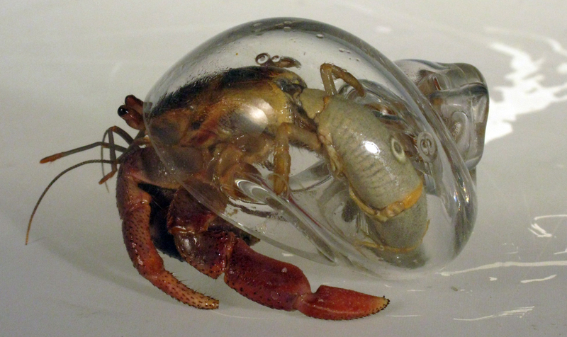 Illustration for article titled Glass shells let you see hermit crabs like you've never seen them before